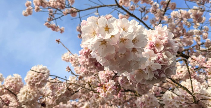Stranger Suggests: Cherry Blossom Festival, Spelling Bee 2023, 'The Apple,' Hear Me Talkin' to You: Womxn & Blues, Algiers and Party Dozen